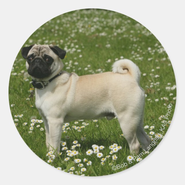Pug Playing in Flowers Classic Round Sticker (Front)