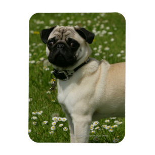 Pug Playing in Flowers Magnet