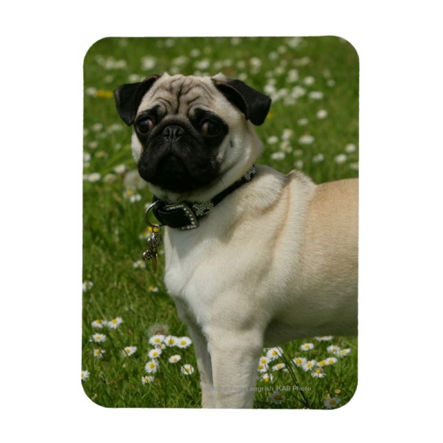 Pug Playing in Flowers Magnet (Vertical)