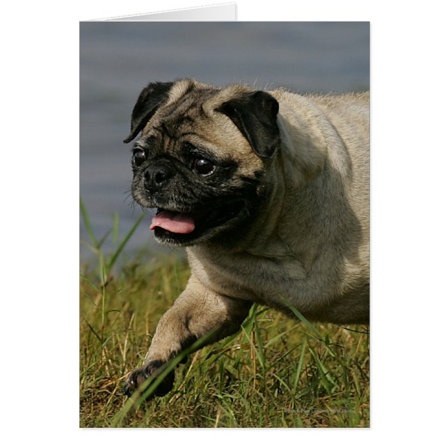 Pug Playing Near Water (Front)