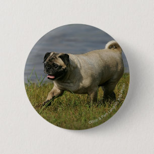 Pug Playing Near Water 2 Inch Round Button