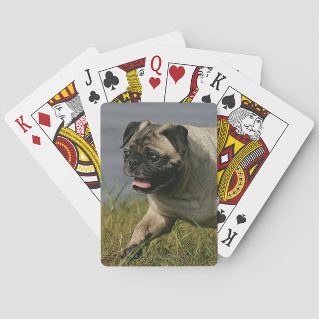 Pug Playing Near Water Cards (Back)