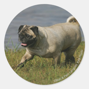 Pug Playing Near Water Classic Round Sticker