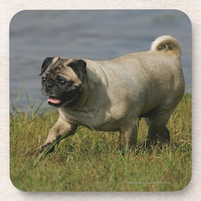 Pug Playing Near Water Coaster (Front)