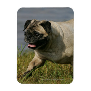 Pug Playing Near Water Magnet