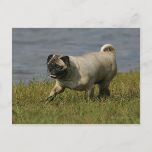 Pug Playing Near Water Postcard