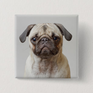Pug Portrait 2 Inch Square Button
