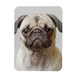 Pug Portrait Magnet