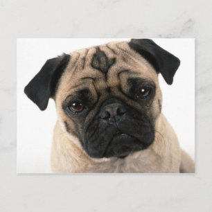 pug post card