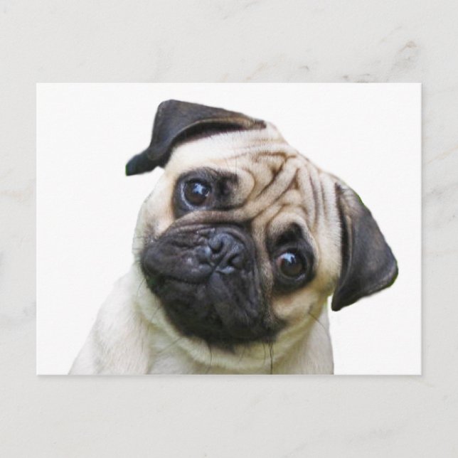 pug postcard (Front)