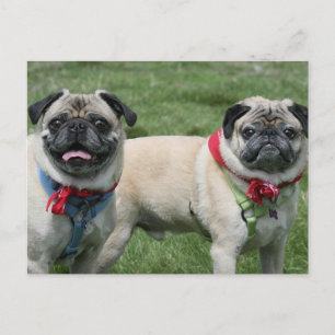 Pug Postcard