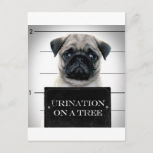 Pug Postcard