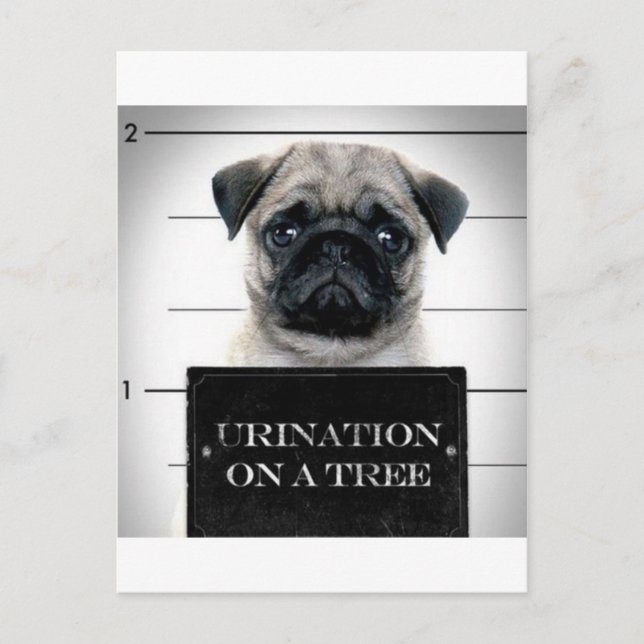 Pug Postcard (Front)