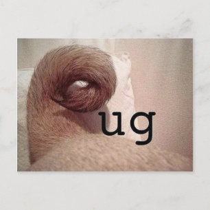 Pug Postcard