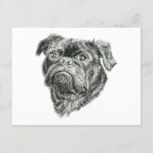 Pug Postcard