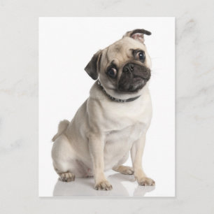 Pug Postcard