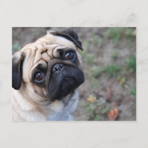 PUG POSTCARD
