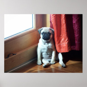 pug poster