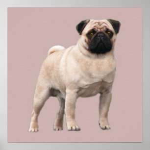 Pug Print