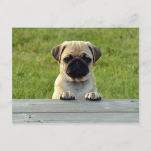 Pug Pup Postcard