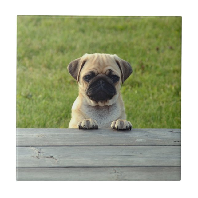 Pug Pup Tile (Front)