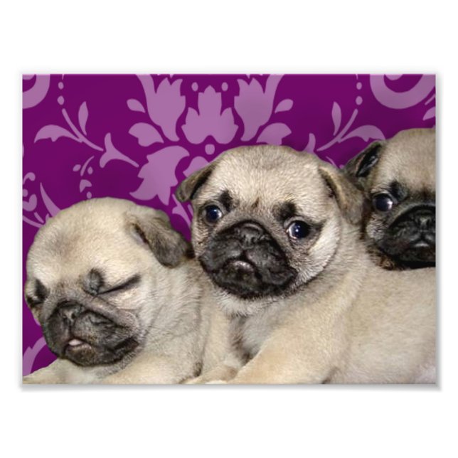 Pug puppies dog photo print (Front)