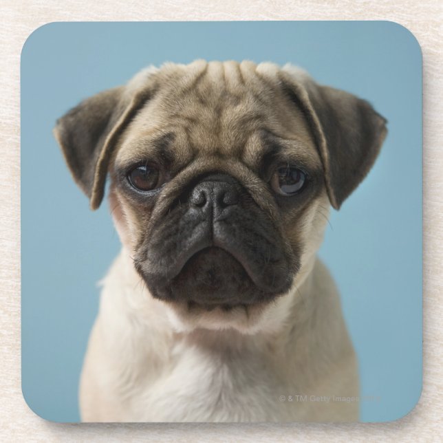 Pug Puppy Against Blue Background Coaster (Front)