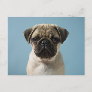 Pug Puppy Against Blue Background Postcard