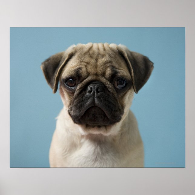 Pug Puppy Against Blue Background Poster (Front)