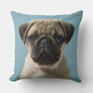 Pug Puppy Against Blue Background Throw Pillow