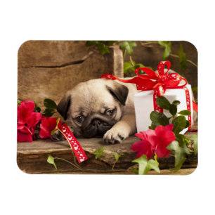 Pug Puppy and Gift  Box Magnet