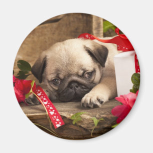 Pug Puppy and Gift Box Magnet