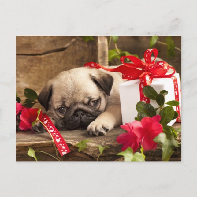 Pug Puppy and Gift  Box Postcard (Front)