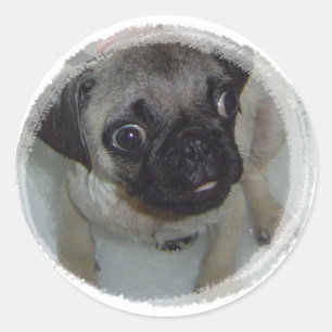 Pug Puppy Classic Round Sticker