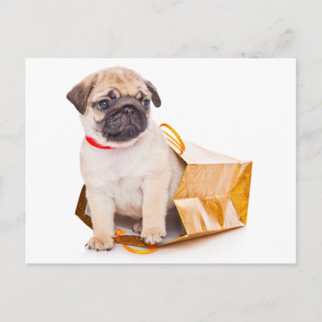 Pug Puppy Dog Greeting Postcard (Front)