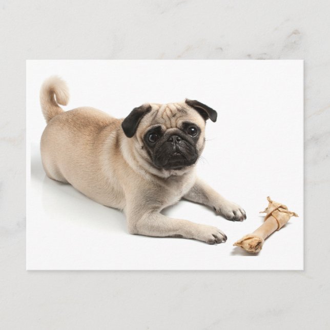 Pug Puppy Dog Greeting Postcard (Front)