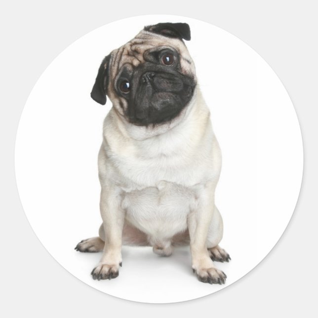Pug Puppy Dog Greeting Stickers / Labels (Front)