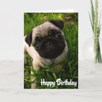 Pug Puppy Dog  Happy Birthday Card - Verse inside