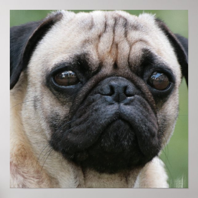 Pug Puppy Dog Poster (Front)
