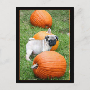 Pug puppy in pumpkins postcard