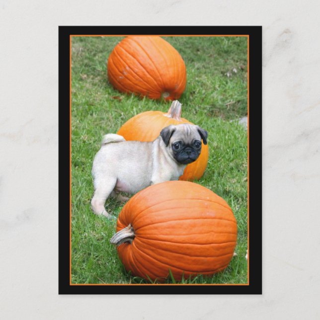 Pug puppy in pumpkins postcard (Front)