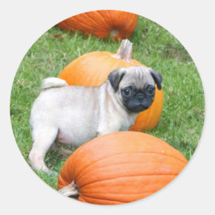 Pug puppy in pumpkins stickers
