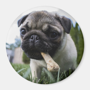 Pug Puppy Magnet