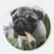 Pug Puppy