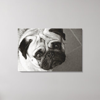 Pug Puppy on Canvas