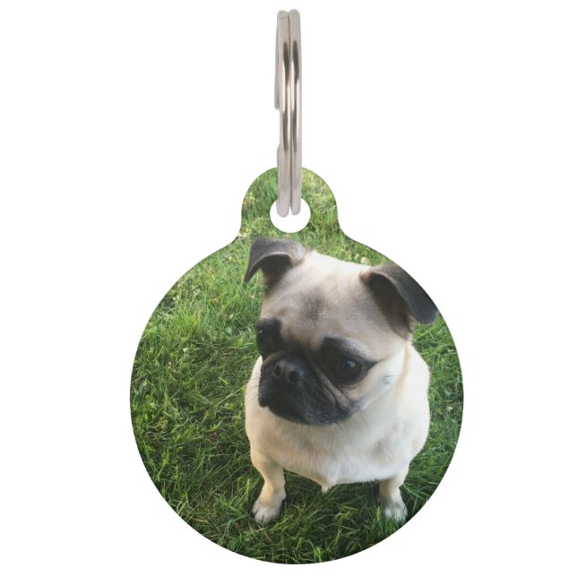 Pug Puppy Pet Tag (Front)