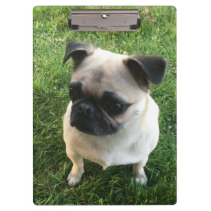 Pug Puppy Photo Clipboard