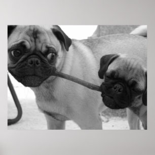 Pug Puppy Playing Tug of War Poster