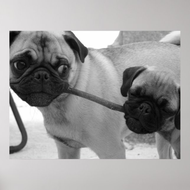 Pug Puppy Playing Tug of War Poster (Front)