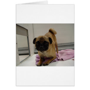 pug puppy.png